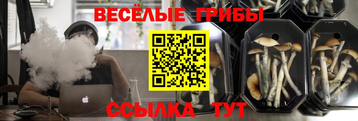 Псилоцибиновые грибы Psilocybe Скопин